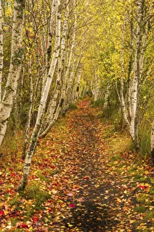 Images Dated 2022: USA, Maine, Acadia National Park. Forest trail