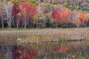 Images Dated 22nd October 2017: USA, Maine. Autumn foliage reflected in a pond, Acadia National Park