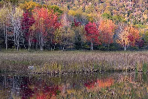 Reed Prints: USA, Maine. Autumn foliage reflected in a pond, Acadia National Park