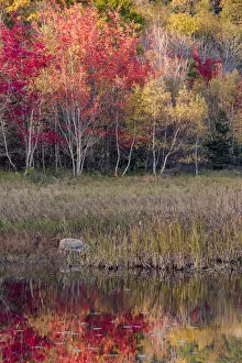 Images Dated 22nd October 2017: USA, Maine. Autumn foliage reflected in a pond, Acadia National Park