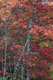 Sugar Maple Prints: USA, Maine. Autumn foliage, Sugar Maple (Acer saccharum)