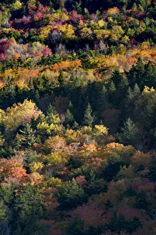 Images Dated 20th October 2017: USA, Maine. Autumn foliage viewed from atop The Bubbles near Jordan Pond