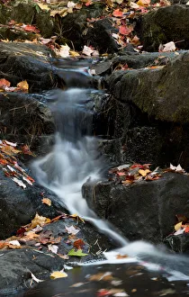Duck Brook Prints: USA, Maine. Autumn leaves along small waterfall on Duck Brook, Acadia National Park