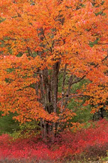 Joanne Wells Prints: USA, Maine. Autumn tree with Red blueberry bushes in Acadia National Park