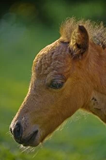 Images Dated 11th July 2006: USA, Maine, Bath. Close-up portrait of a miniature horse at sunset