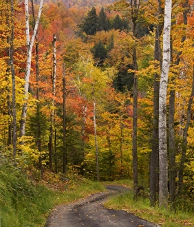 Lane Prints: USA, Maine, Bethel. Winding lane through autumn trees