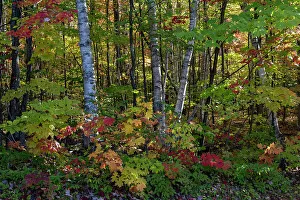 Birch Prints: USA, Maine. Birch trunks and Fall foliage, Baxter State Park