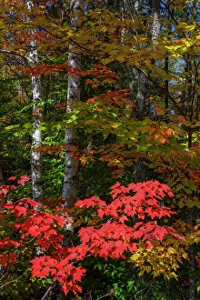 Birch Prints: USA, Maine. Birch trunks and Fall foliage, Katahdin Region