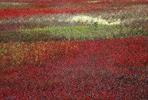 USA, Maine. Blueberry fields in autumn. Credit as: Nancy Rotenberg / Jaynes Gallery