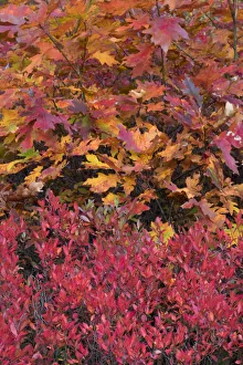 USA, Maine. Colorful autumn colors of Low Bush Blueberry and Bigleaf Maple, Acadia National Park