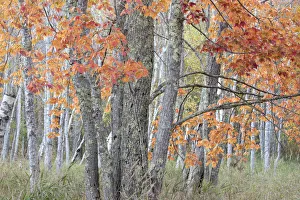 Images Dated 21st October 2017: USA, Maine. Colorful autumn foliage in the forests of Sieur de Monts