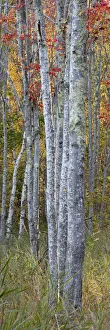 Images Dated 21st October 2017: USA, Maine. Colorful autumn foliage in the forests of Sieur de Monts