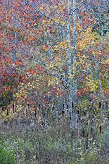 Images Dated 21st October 2017: USA, Maine. Colorful autumn foliage in the forests of Sieur de Monts, Acadia National Park