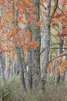 Images Dated 21st October 2017: USA, Maine. Colorful autumn foliage in the forests of Sieur de Monts Nature Center