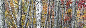 Images Dated 23rd October 2017: USA, Maine. Colorful autumn foliage in the forests of Sieur de Monts Nature Center