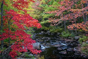 Maine Prints: USA, Maine. Colorful fall foliage along creek near Cherryfield