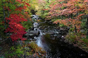 Maine Prints: USA, Maine. Creek with red maples and fall foliage near Cherryfield Maine
