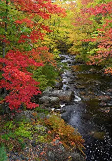 Maine Prints: USA, Maine. Creek with red maples and fall foliage near Cherryfield Maine