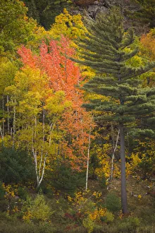 Images Dated 26th January 2020: USA, Maine. Fall foliage in Acadia National Park