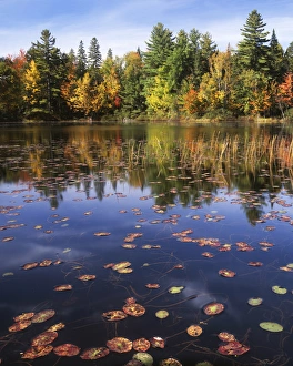 USA, Maine, Franklin County, Pond