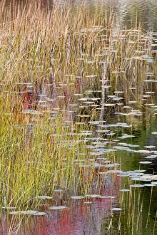 Reed Prints: USA, Maine. Grasses and lily pads on New Mills Meadow Pond, Acadia National Park