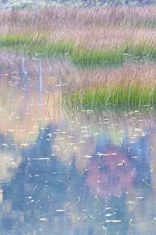 Images Dated 23rd October 2017: USA, Maine. Grasses and lily pads with reflections, the Tarn. Acadia National Park
