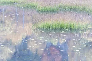 Images Dated 23rd October 2017: USA, Maine. Grasses and water lily pads with reflections, the Tarn, Acadia National Park