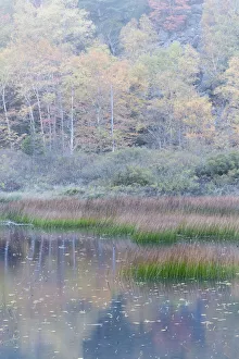 Images Dated 23rd October 2017: USA, Maine. Grasses and water lily pads with reflections, the Tarn, Acadia National Park