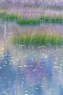 USA, Maine. Grasses and water lily pads with reflections, the Tarn, Acadia National Park