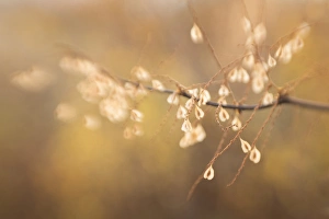 Bamboo Prints: USA, Maine, Harpswell. Bamboo seeds close-up