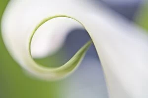 Images Dated 21st July 2007: USA, Maine, Harpswell. Close-up of curled calla lily petal
