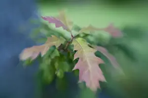 USA, Maine, Harpswell. Close-up of oak leaves in early autumn