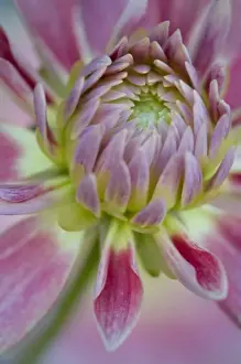 Harpswell Prints: USA, Maine, Harpswell. Close-up of pink dahlia flower