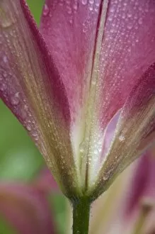 USA, Maine, Harpswell. Close-up of pink lily covered in dew
