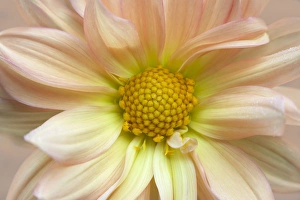 Images Dated 24th August 2015: USA, Maine, Harpswell. Dahlia detail