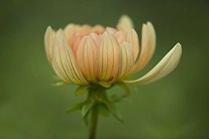 Kathleen Clemons Prints: USA, Maine, Harpswell. Dahlia flower