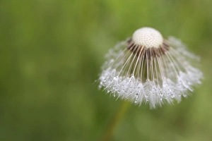 Drop Prints: USA, Maine, Harpswell. Dew on dandelion. Credit as: Kathleen Clemons / Jaynes Gallery