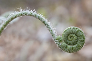 Opening Prints: USA, Maine, Harpswell. Fern curves