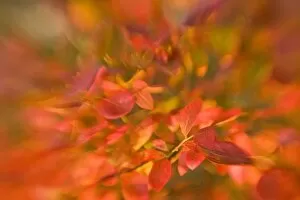 USA, Maine, Harpswell. Impressionistic view of autumn foliage
