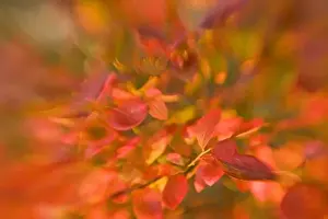 Harpswell Prints: USA, Maine, Harpswell. Impressionistic view of autumn foliage