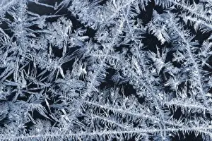 Lacy Prints: USA, Maine, Harpswell. Lacy ice patterns on a winter window