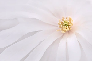 Images Dated 5th May 2015: USA, Maine, Harpswell. Light pink magnolia detail