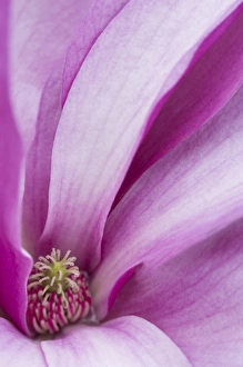 Kathleen Clemons Prints: USA, Maine, Harpswell. Magnolia flower interior