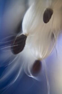 Images Dated 31st October 2007: USA, Maine, Harpswell. Milkweed seeds form silky abstract