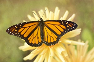 Images Dated 28th September 2015: USA, Maine, Harpswell. Monarch butterfly on dahlia