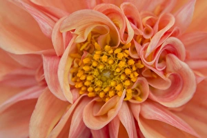 Kathleen Clemons Prints: USA, Maine, Harpswell. Orange dahlia detail