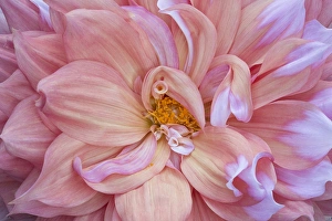 Kathleen Clemons Prints: USA, Maine, Harpswell. Pink dahlia detail