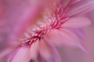 Kathleen Clemons Prints: USA, Maine, Harpswell. Pink gerbera daisy abstract