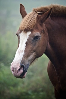 Images Dated 8th August 2007: USA, Maine, Harpswell. Portrait of horse on a foggy day