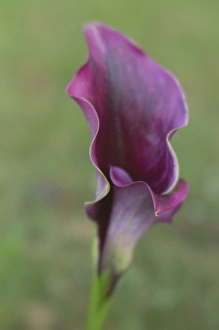 Images Dated 11th July 2015: USA, Maine, Harpswell. Purple calla lily close-up